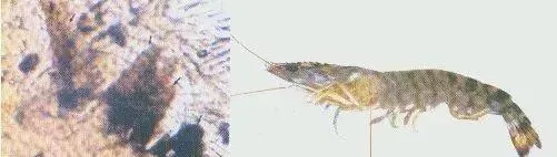 南美白对虾养殖过程中弧菌的那些事儿