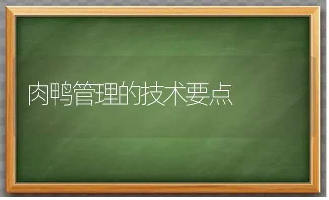 肉鸭管理的技术要点 | 家禽养殖