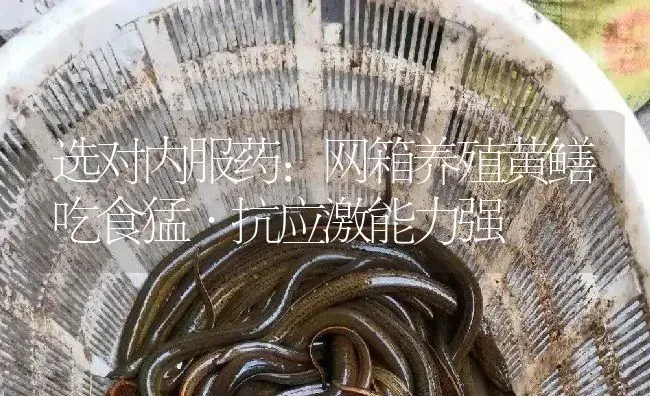 选对内服药：网箱养殖黄鳝吃食猛·抗应激能力强 | 养殖病虫害防治