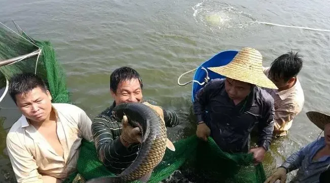 罗非草鱼混养，九成罗非塘头卖到4块8！