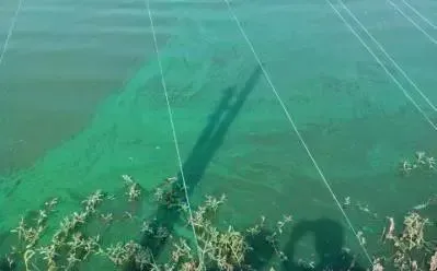 南美白对虾虾塘14种水色优劣判别与水质常见问题处理