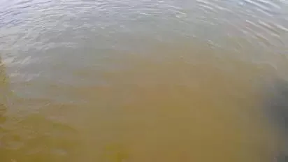 南美白对虾虾塘14种水色优劣判别与水质常见问题处理