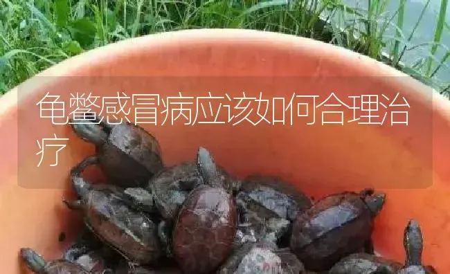 龟鳖感冒病应该如何合理治疗 | 淡水养殖