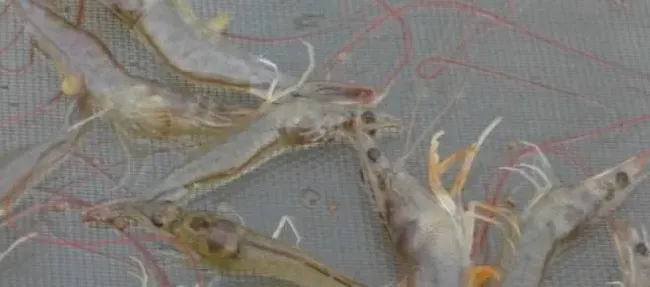 南美白对虾养殖过程中弧菌的那些事儿