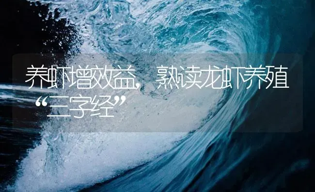 养虾增效益，熟读龙虾养殖“三字经” | 海水养殖