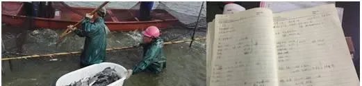 鳊鱼鲫鱼花鲢白鲢混养要想效益显著 核算饵料系数1.57
