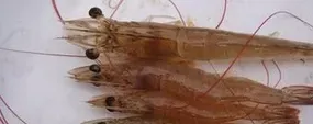 土塘养殖南美白对虾细菌性红体病的处理方法