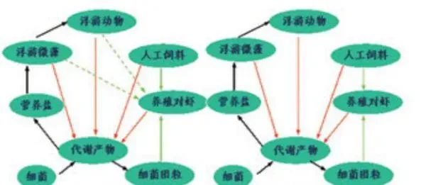 南美白对虾养殖池塘的主要生物构成及影响