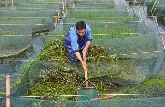 三伏天网箱黄鳝饲养的四个关键技术