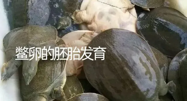 鳖卵的胚胎发育 | 淡水养殖