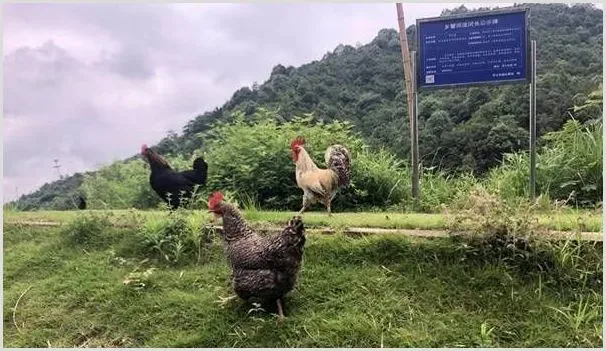 散养鸡的常见病及防治 散养鸡养殖技术要点 | 动物养殖资料