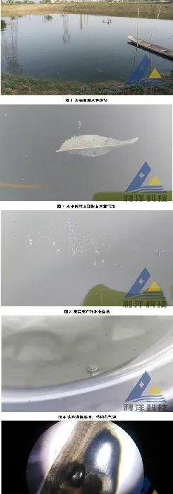 雨后天晴，黄颡鱼水花突发气泡病大量死亡