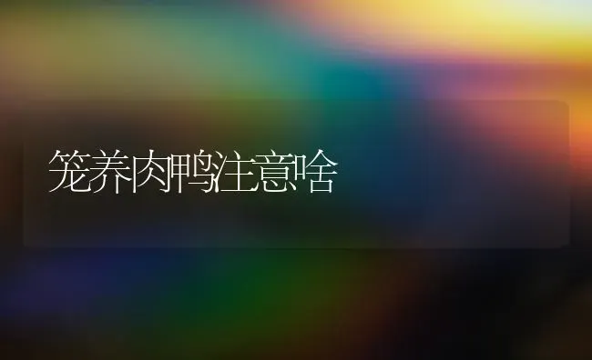 笼养肉鸭注意啥 | 家禽养殖