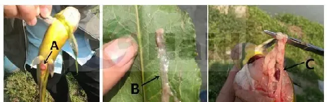 早春黄颡鱼肝肠问题达93.7%，存塘鱼没有你想像中的健康