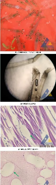 南美白对虾急性气泡病死亡