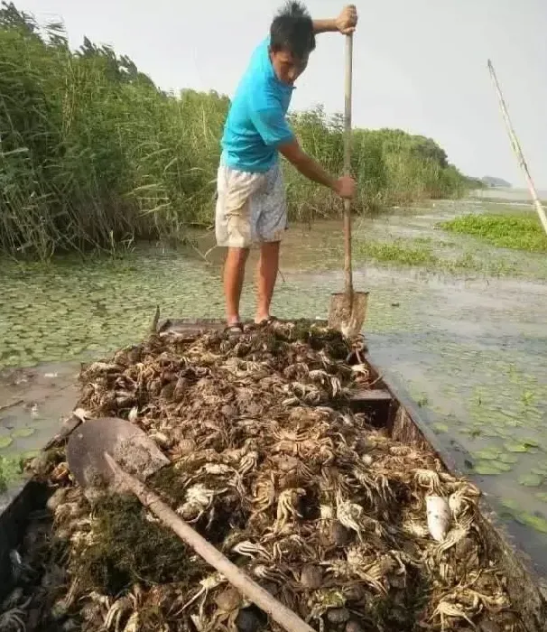 螃蟹要蜕五壳？你养的大闸蟹能蜕五壳吗？