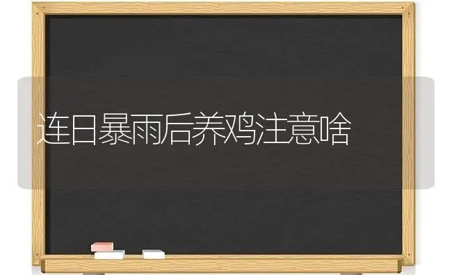 连日暴雨后养鸡注意啥 | 家禽养殖