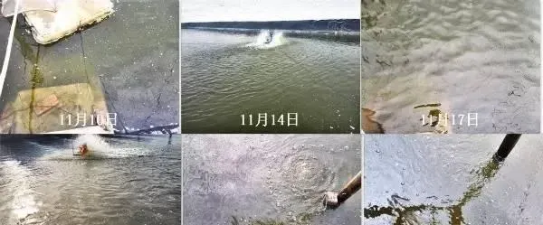 冬棚对虾养殖过程中水质管理的重中之重：稳！
