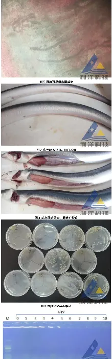 日本鳗鳃霉病一例