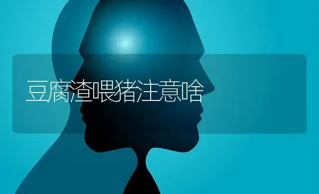 豆腐渣喂猪注意啥 | 家畜养殖