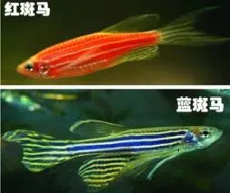 模式生物新星斑马鱼的繁殖与培育方法