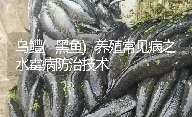 乌鳢(黑鱼)养殖常见病之水霉病防治技术 | 淡水养殖