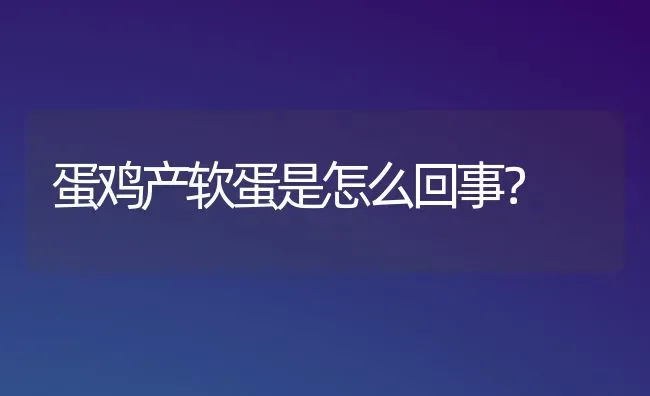 蛋鸡产软蛋是怎么回事？ | 家禽养殖