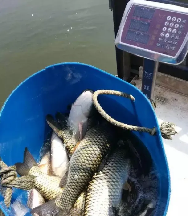 罗非草鱼混养，九成罗非塘头卖到4块8！