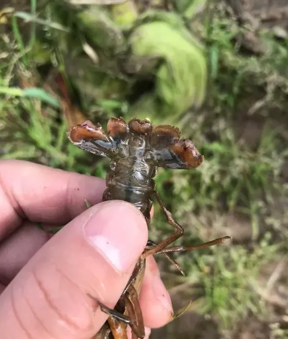 小龙虾的黑色5月，真的没办法控制了吗？其实黑色5月也是有"神药"的！