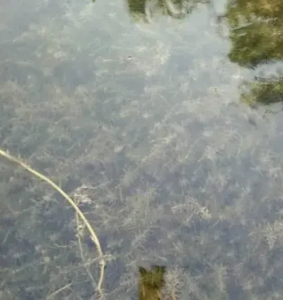 梅雨季节，河蟹塘三大核心养殖问题及解决措施