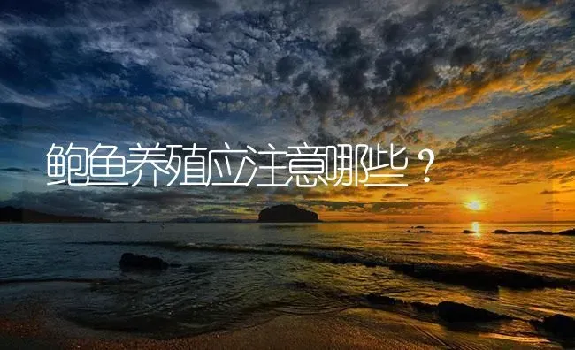 鲍鱼养殖应注意哪些？ | 海水养殖