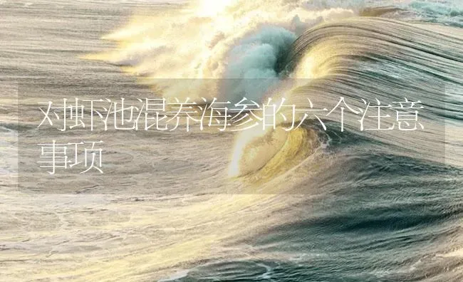 对虾池混养海参的六个注意事项 | 海水养殖