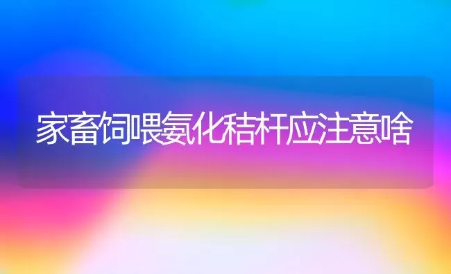 家畜饲喂氨化秸杆应注意啥 | 家畜养殖