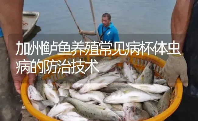 加州鲈鱼养殖常见病杯体虫病的防治技术 | 淡水养殖