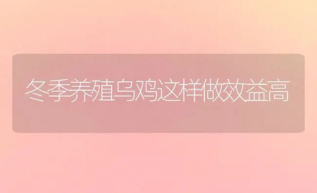 冬季养殖乌鸡这样做效益高 | 家禽养殖