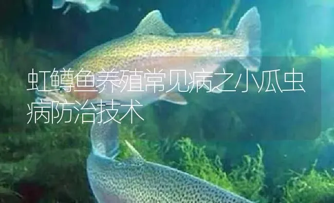 虹鳟鱼养殖常见病之小瓜虫病防治技术 | 淡水养殖