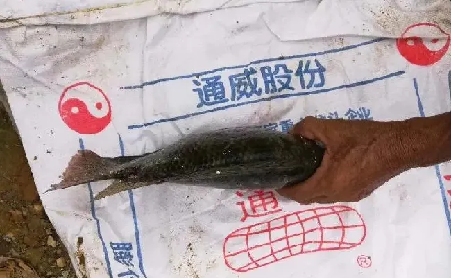 罗非草鱼混养，九成罗非塘头卖到4块8！