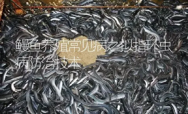 鳗鱼养殖常见病之拟指环虫病防治技术 | 淡水养殖