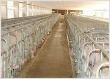 生猪养殖场如何更好地驱虫 | 动物养殖技术