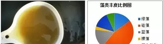 冬棚对虾养殖过程中水质管理的重中之重：稳！
