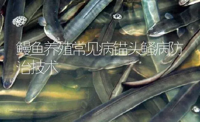鳗鱼养殖常见病锚头鳋病防治技术 | 淡水养殖