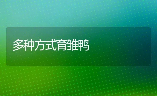 多种方式育雏鸭 | 家禽养殖