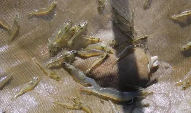 南美白对虾养殖过程中弧菌的那些事儿