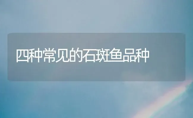 四种常见的石斑鱼品种 | 淡水养殖