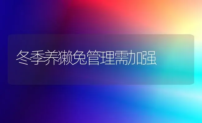 冬季养獭兔管理需加强 | 家畜养殖