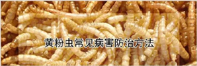 黄粉虫常见病害防治方法 | 动物养殖资料