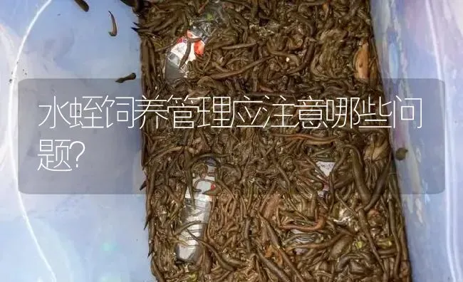 水蛭饲养管理应注意哪些问题？ | 特种养殖