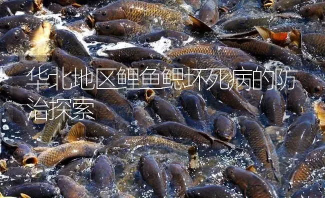 华北地区鲤鱼鳃坏死病的防治探索 | 淡水养殖