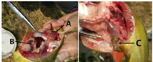 早春黄颡鱼肝肠问题达93.7%，存塘鱼没有你想像中的健康