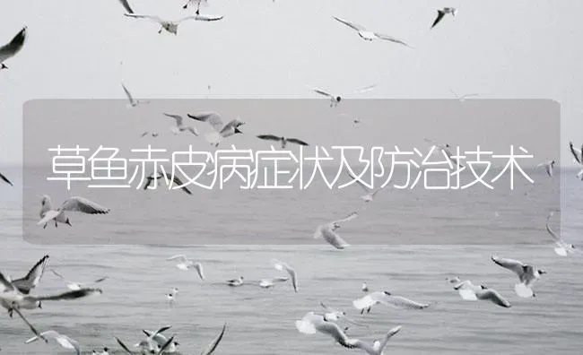 草鱼赤皮病症状及防治技术 | 养殖病虫害防治